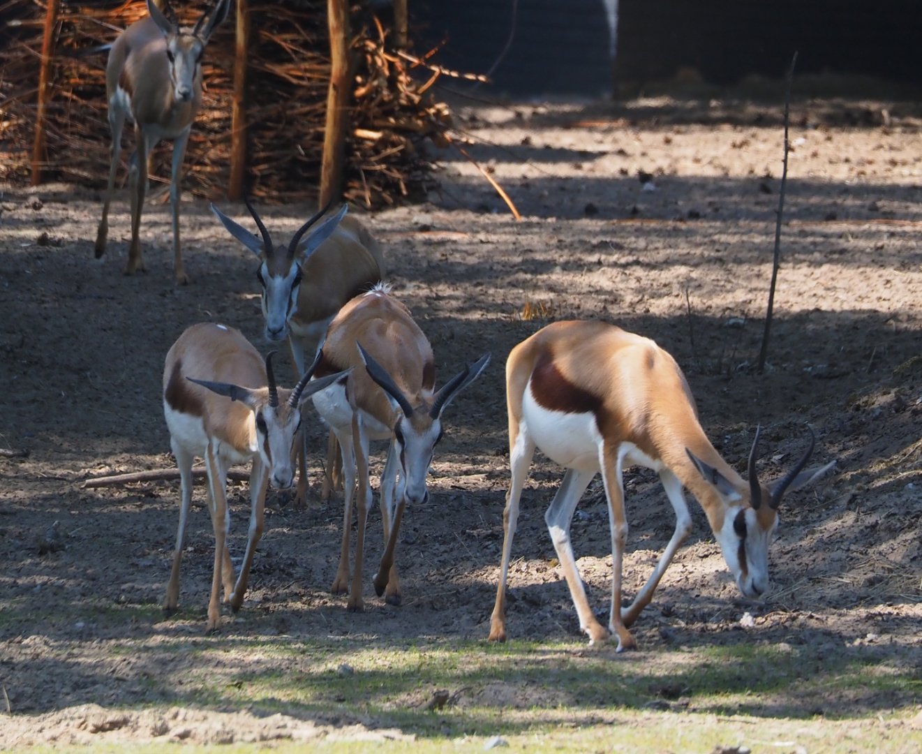 Springbok (Antidorcas marsupialis), 2025-04-30