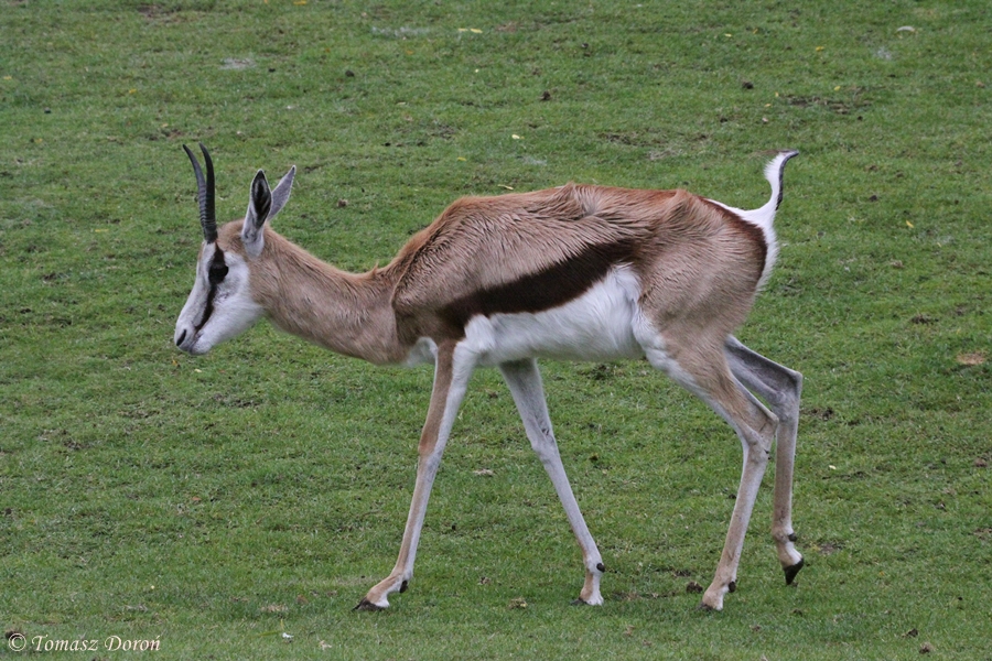Springbok (Antidorcas marsupialis)