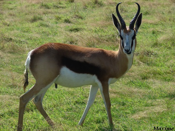 Springbok (Antidorcas marsupialis)