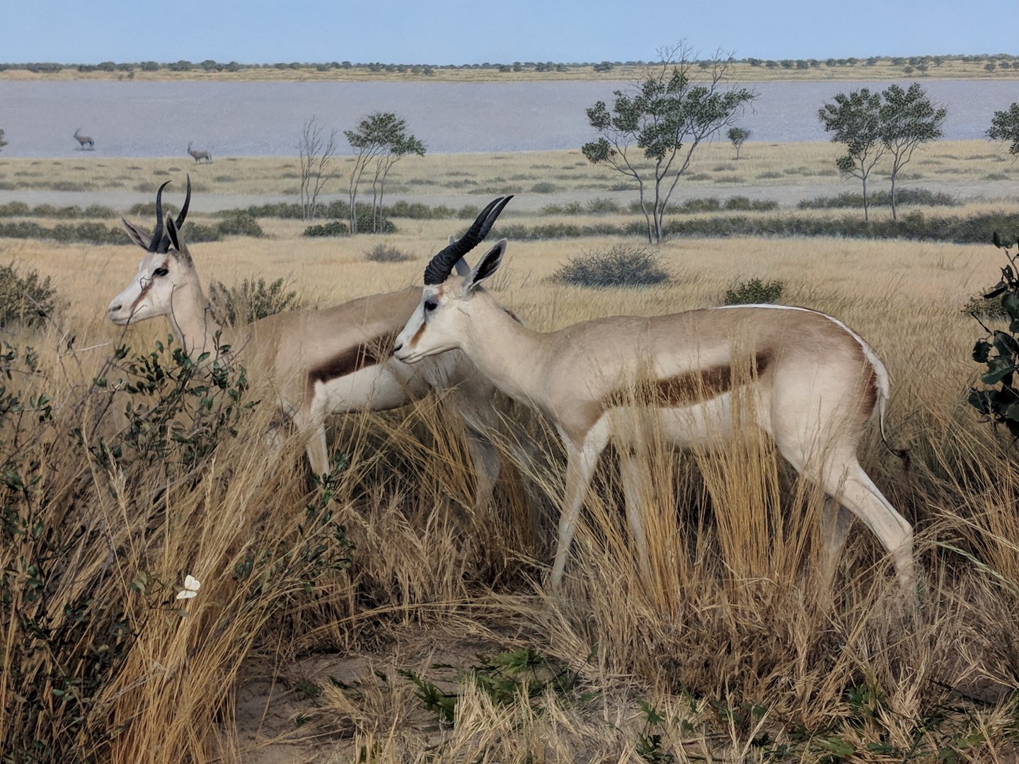 Springbok (Antidorcas marsupialis)