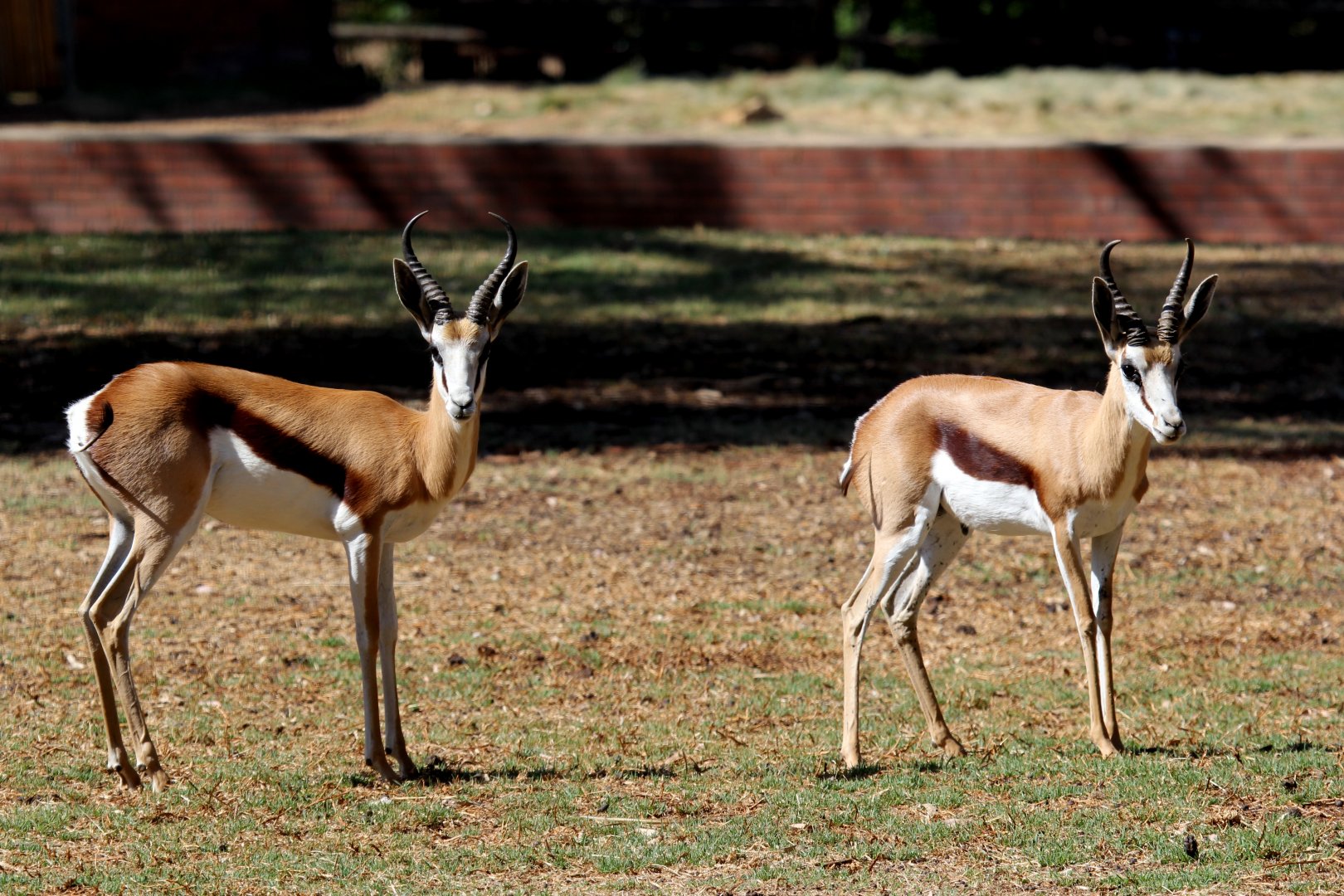 springbok (Antidorcas marsupialis)