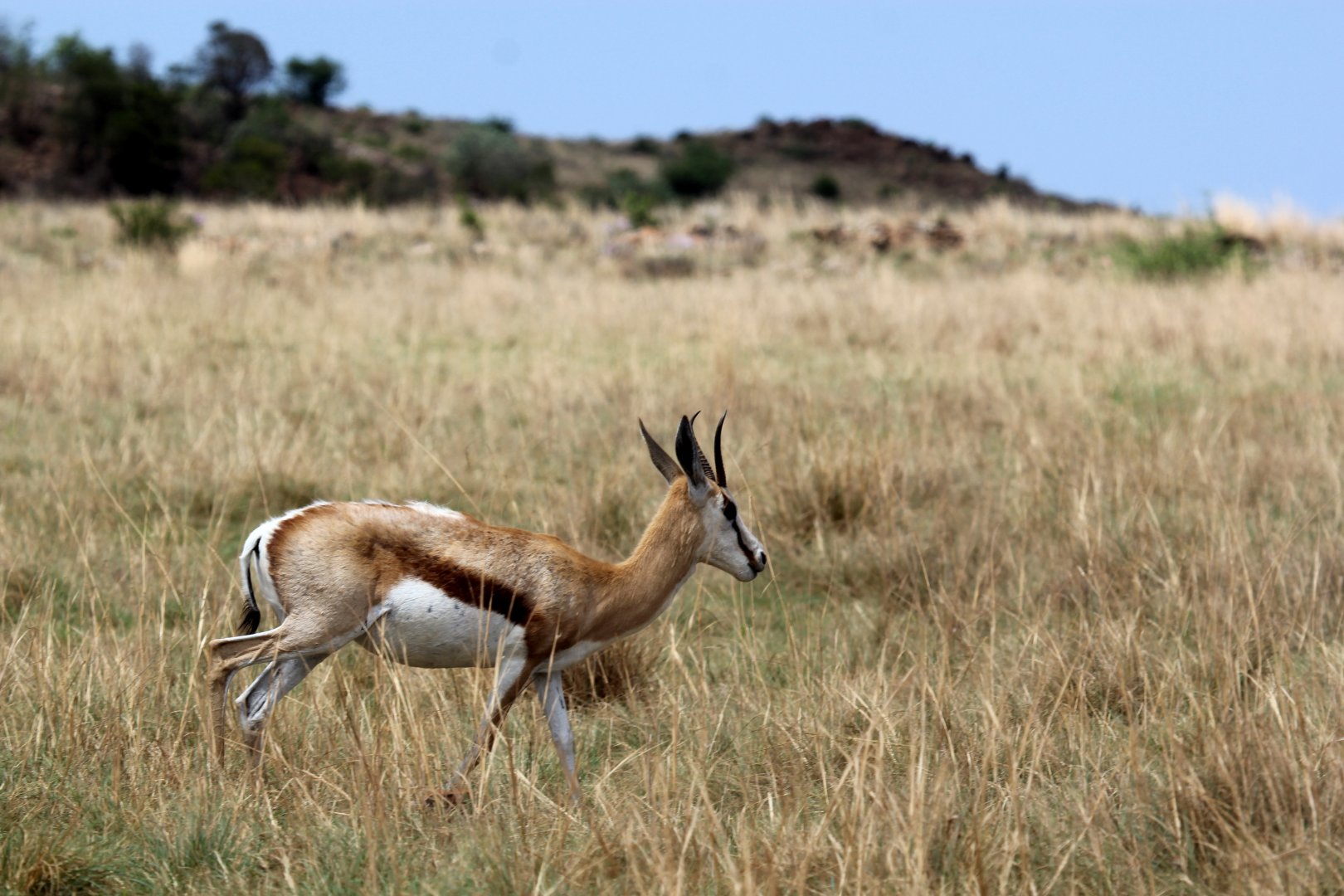 springbok (Antidorcas marsupialis)