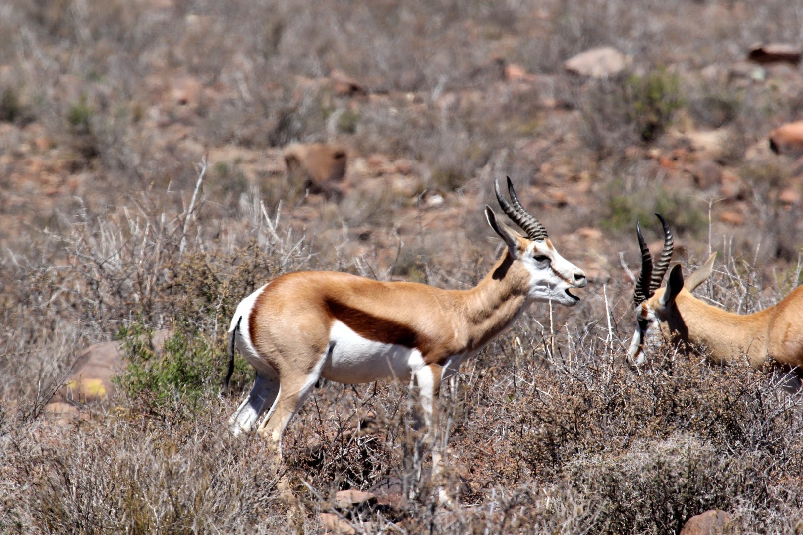 springbok (Antidorcas marsupialis)