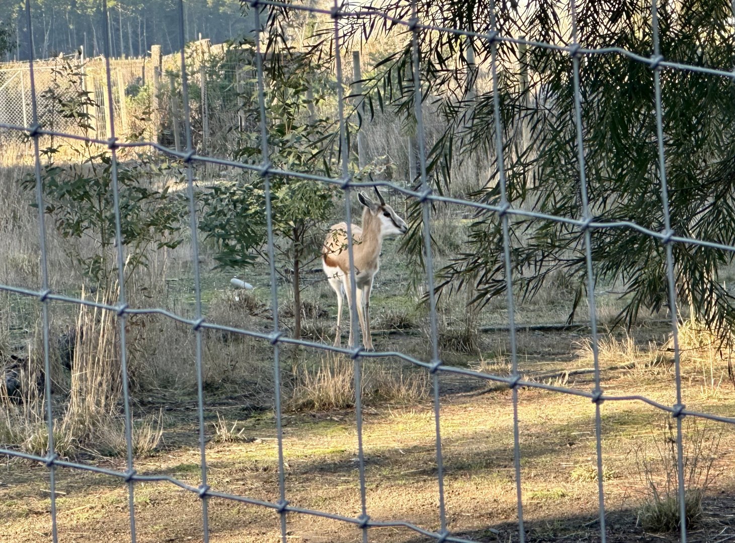 Springbok (Antidorcas marsupialis)
