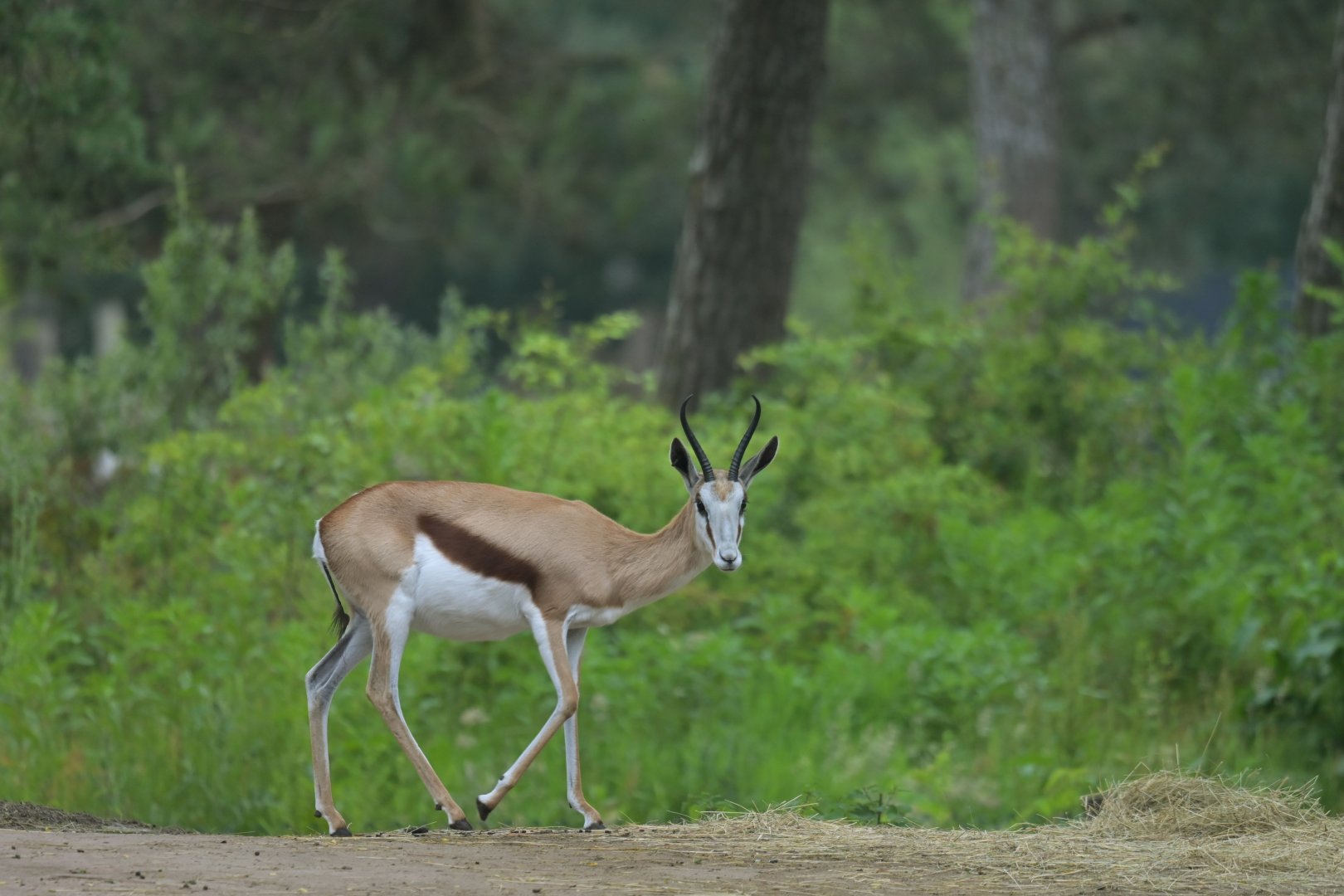 Springbok (Antidorcas marsupialis)