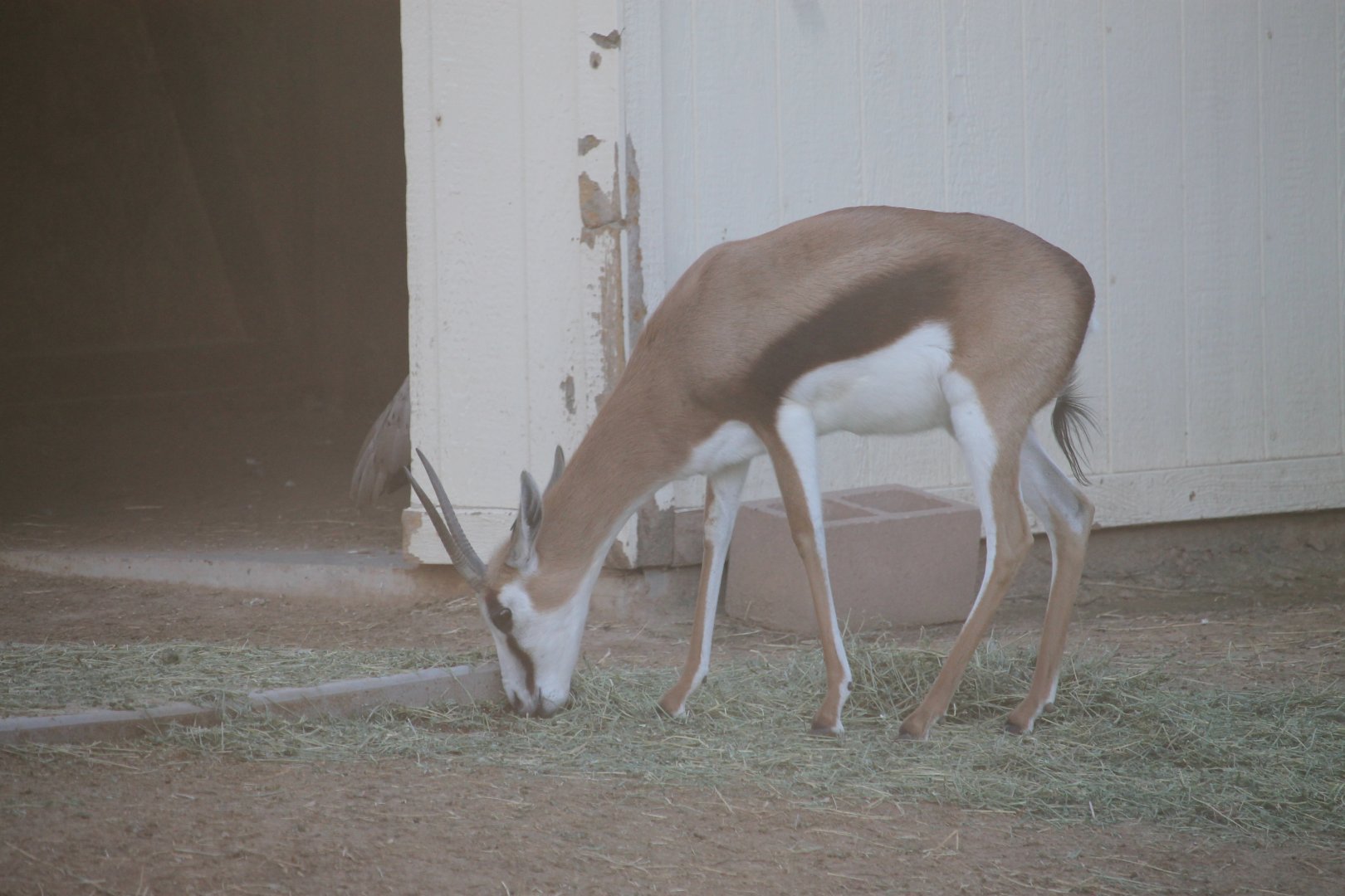 Springbok (Antidorcas marsupialis)