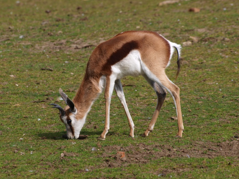 Springbok (APril 19th, 2015)
