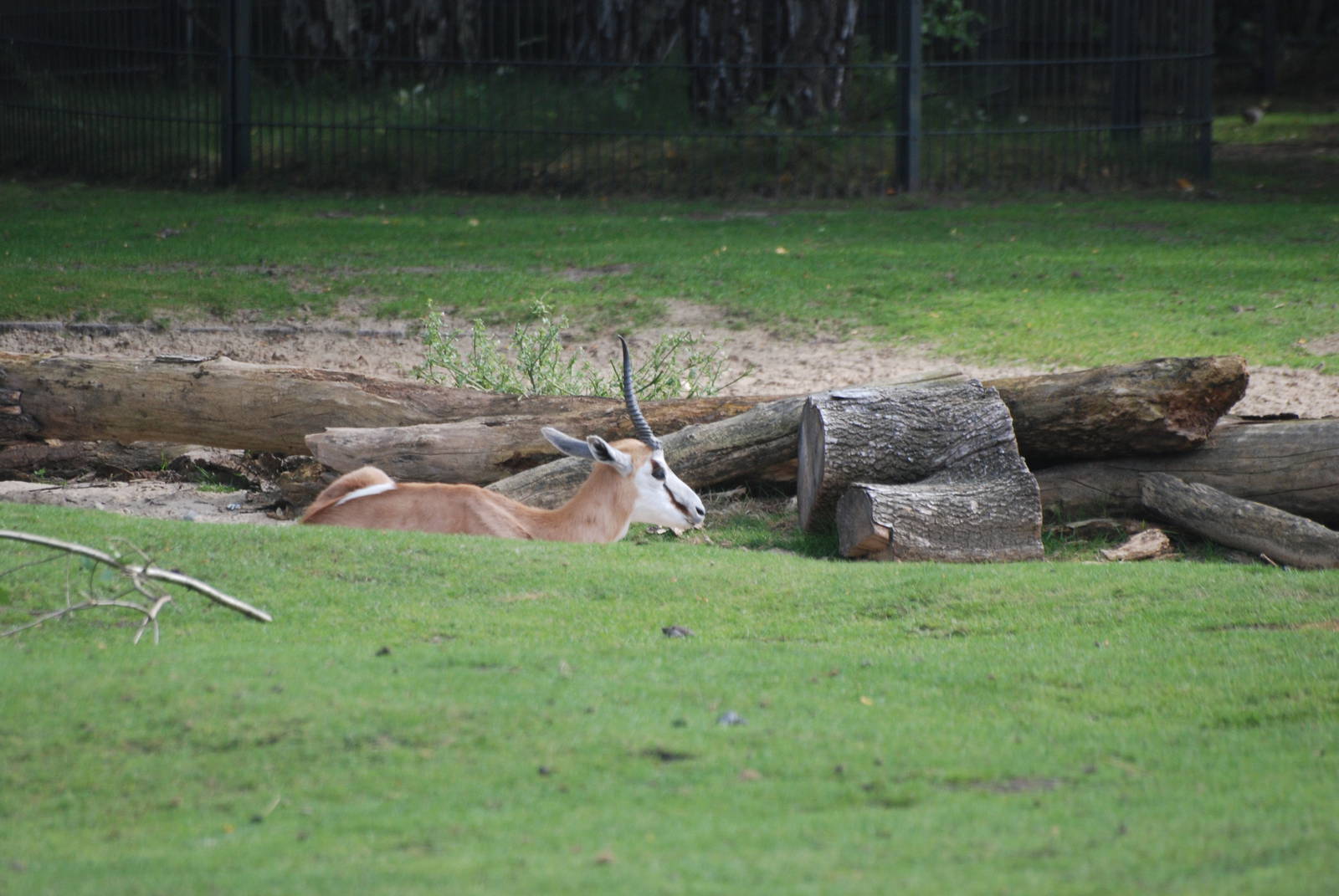 Springbok at Berlin Zoo, 31/08/11