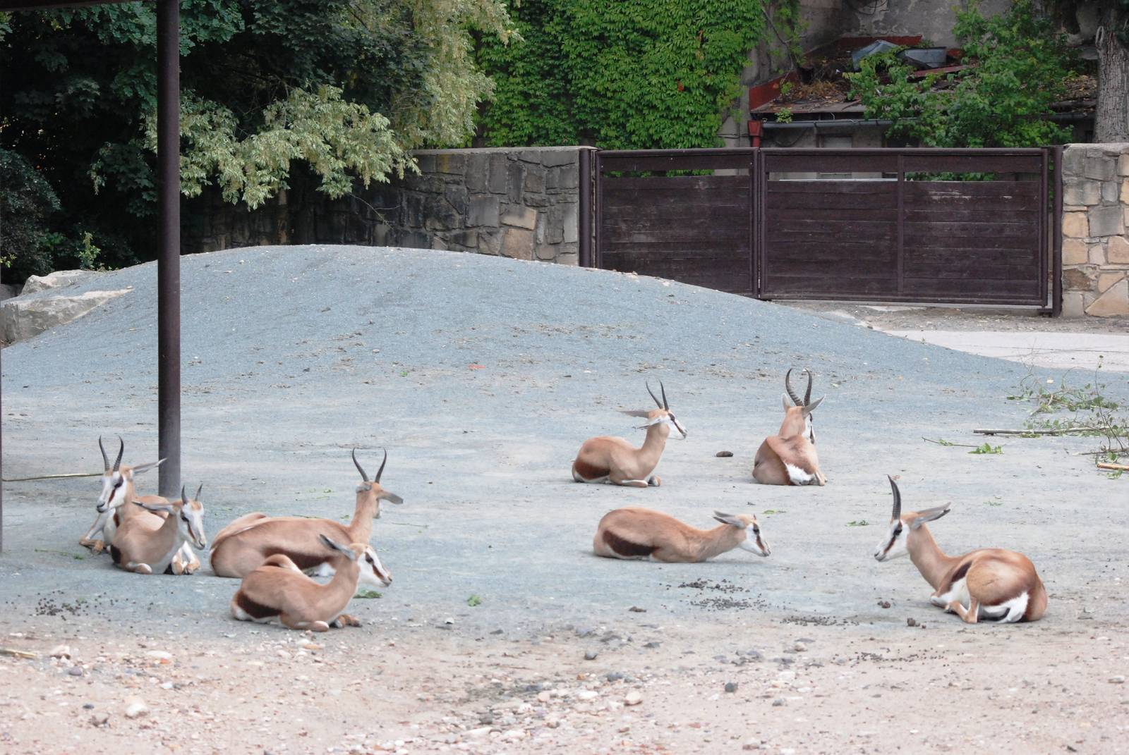Springbok at Dvur Kralove, 27/08/12