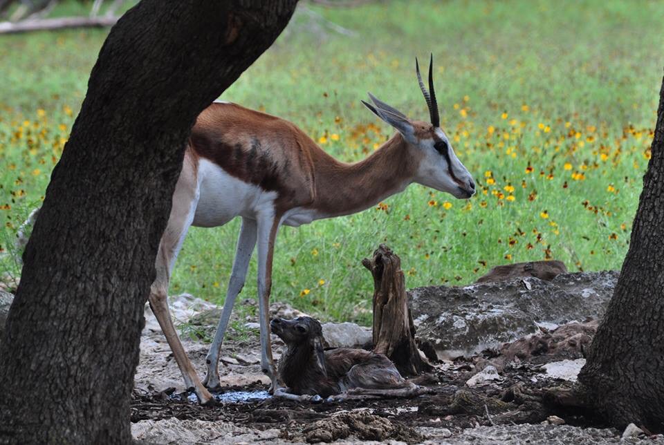 Springbok birth