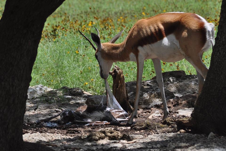 Springbok birth