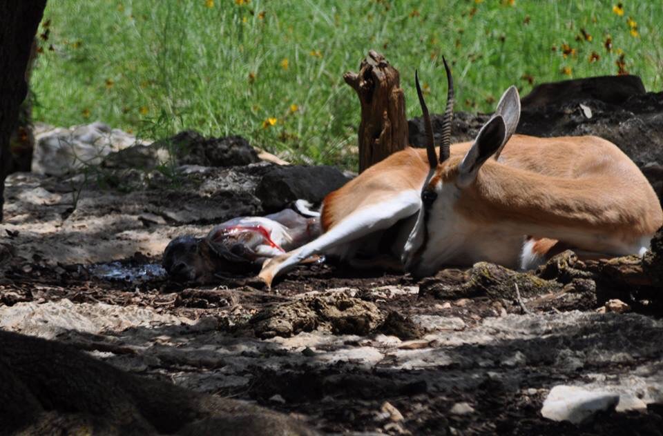 Springbok birth