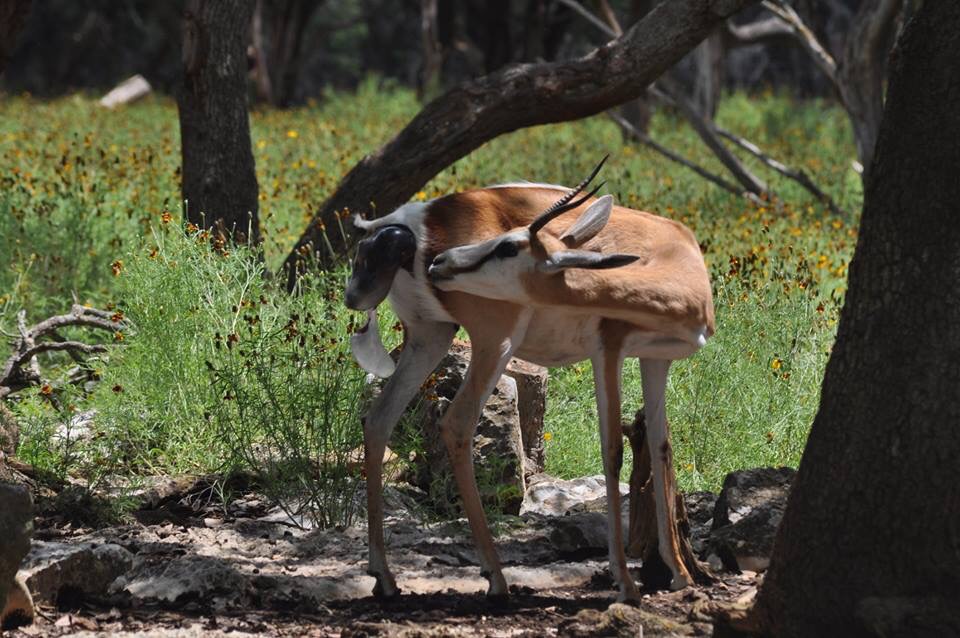 Springbok birth