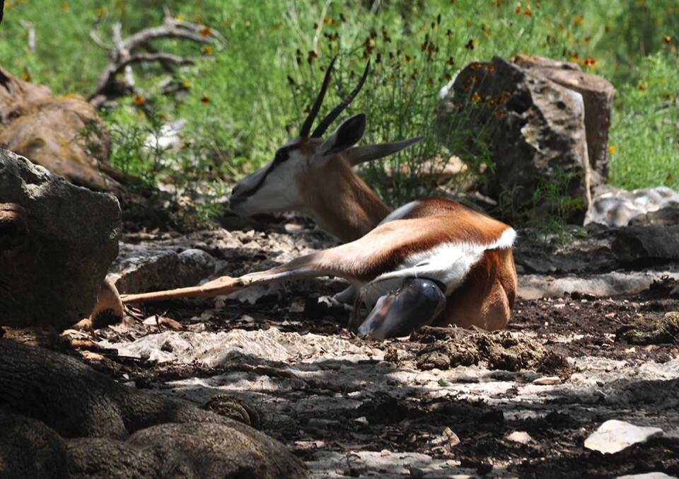 Springbok birth