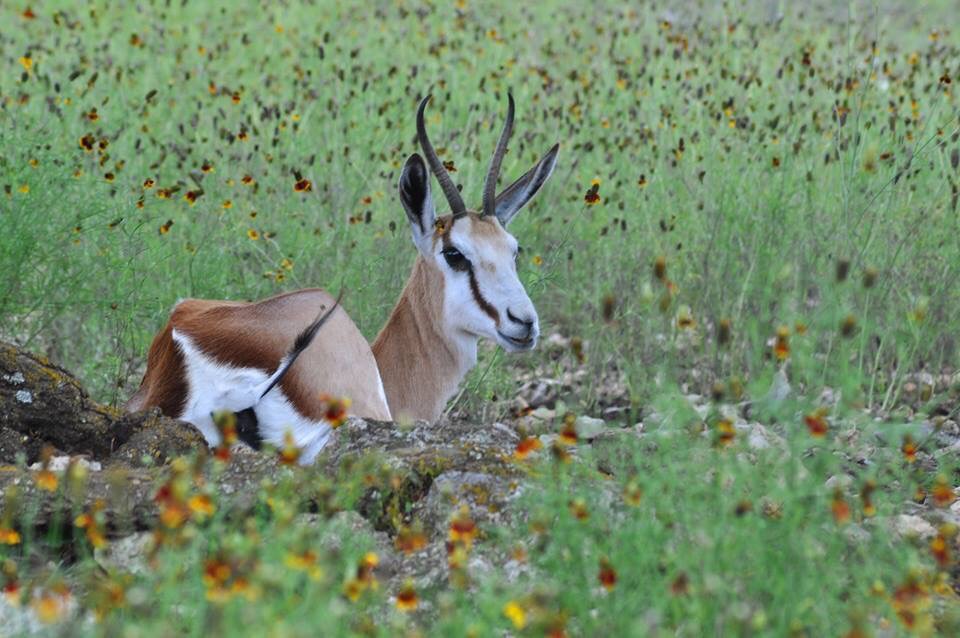 Springbok birth