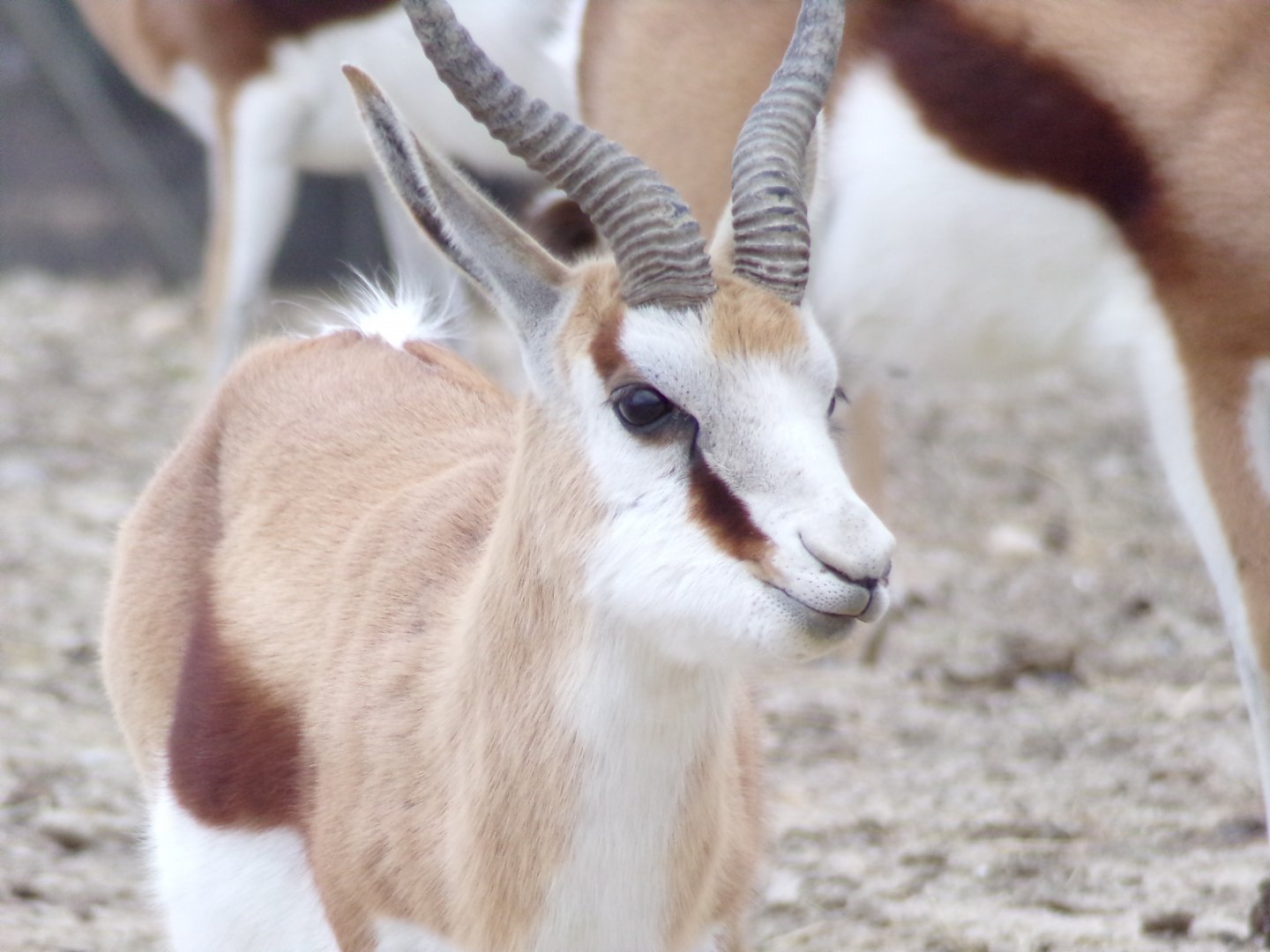 Springbok close-up - Réserve Africaine de Sigean (2024)
