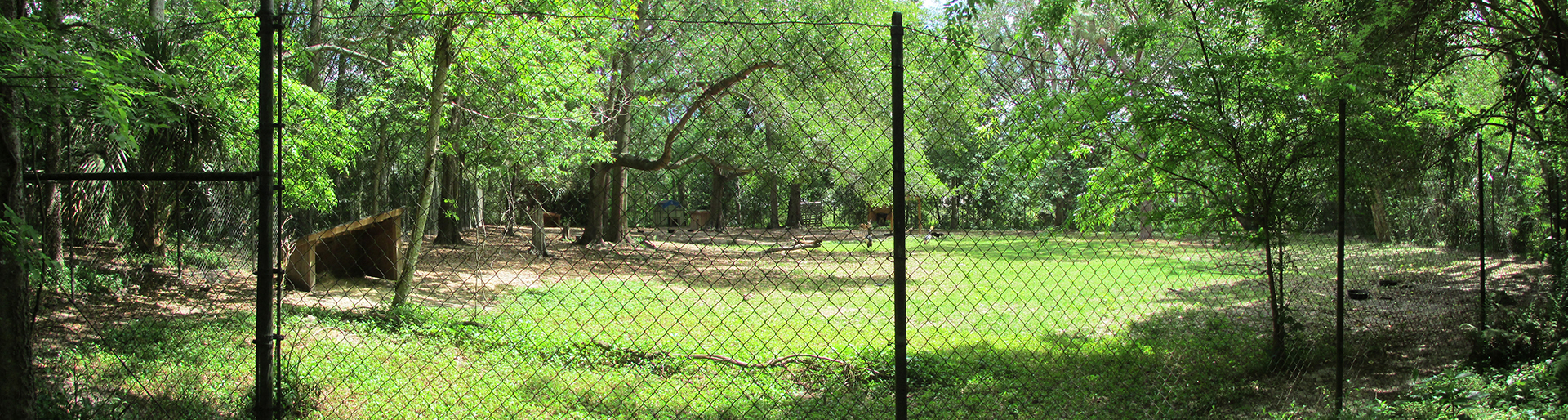Springbok & East African Crowned Crane Exhibit