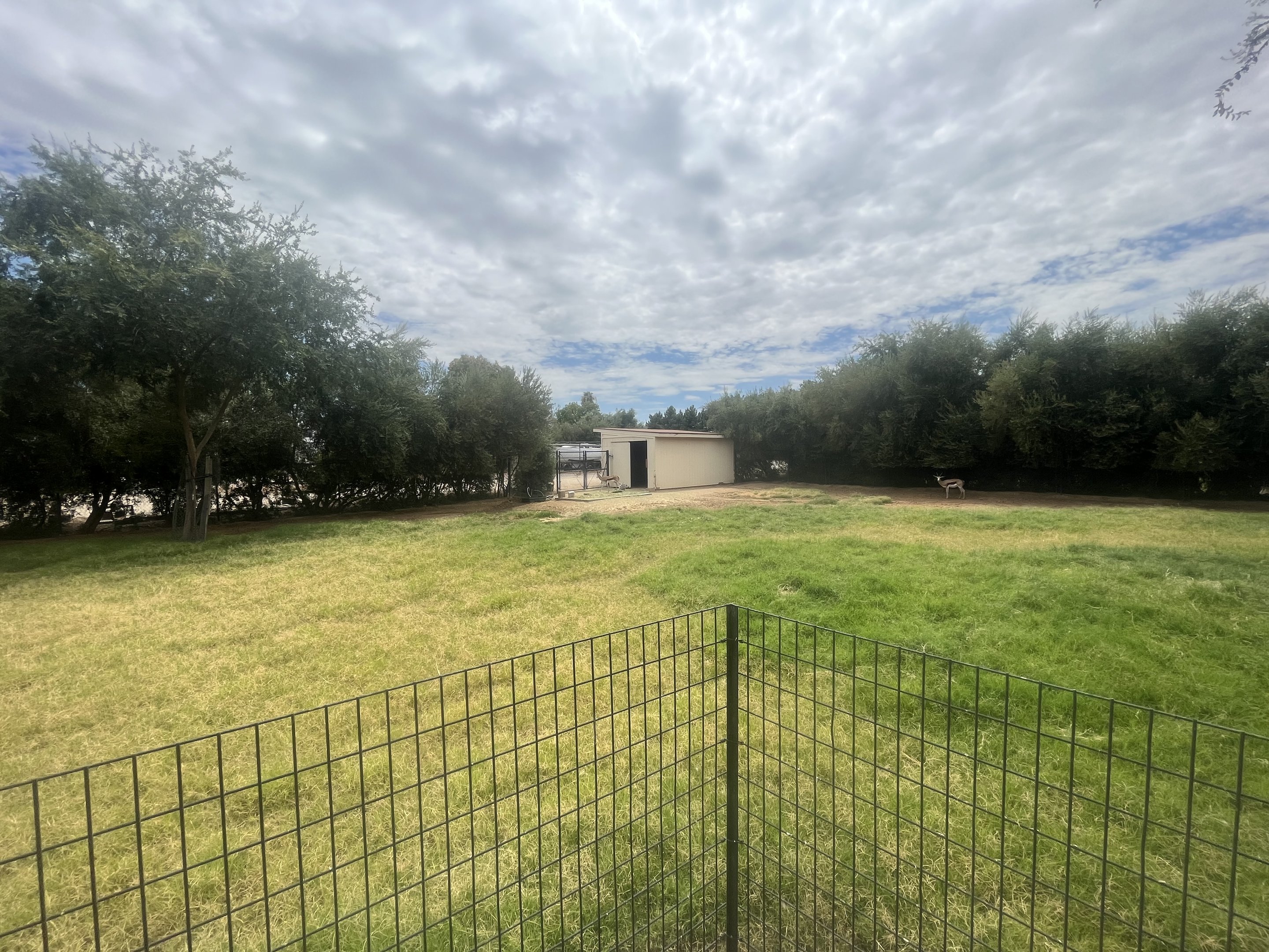 Springbok Exhibit #2