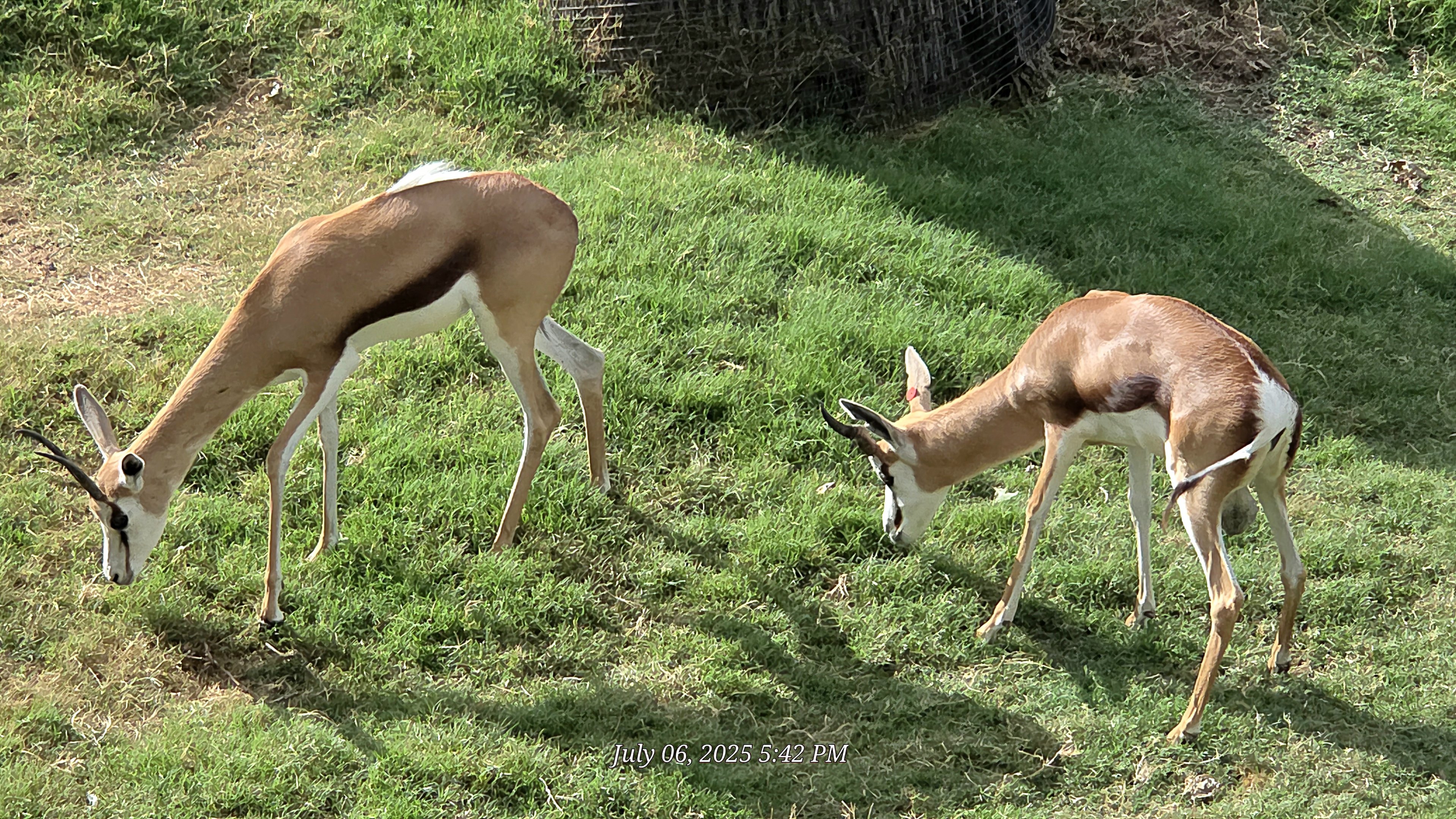 Springbok - Fort Worth Zoo