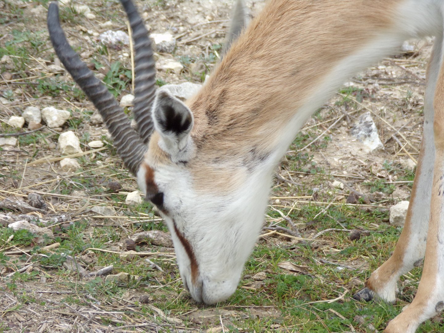 Springbok grazing - Réserve Africaine de Sigean (2024)