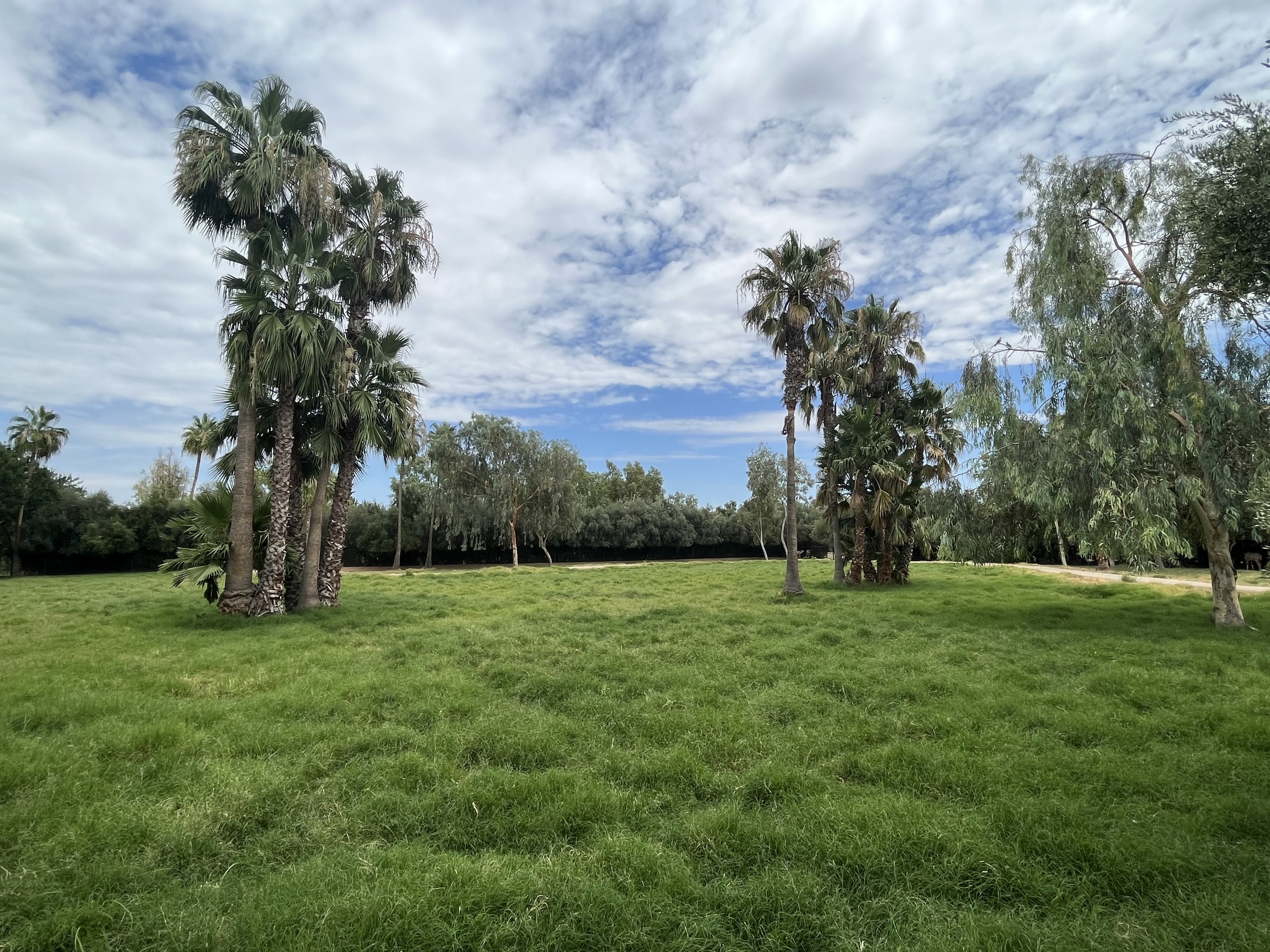 Springbok/Greater Kudu Exhibit