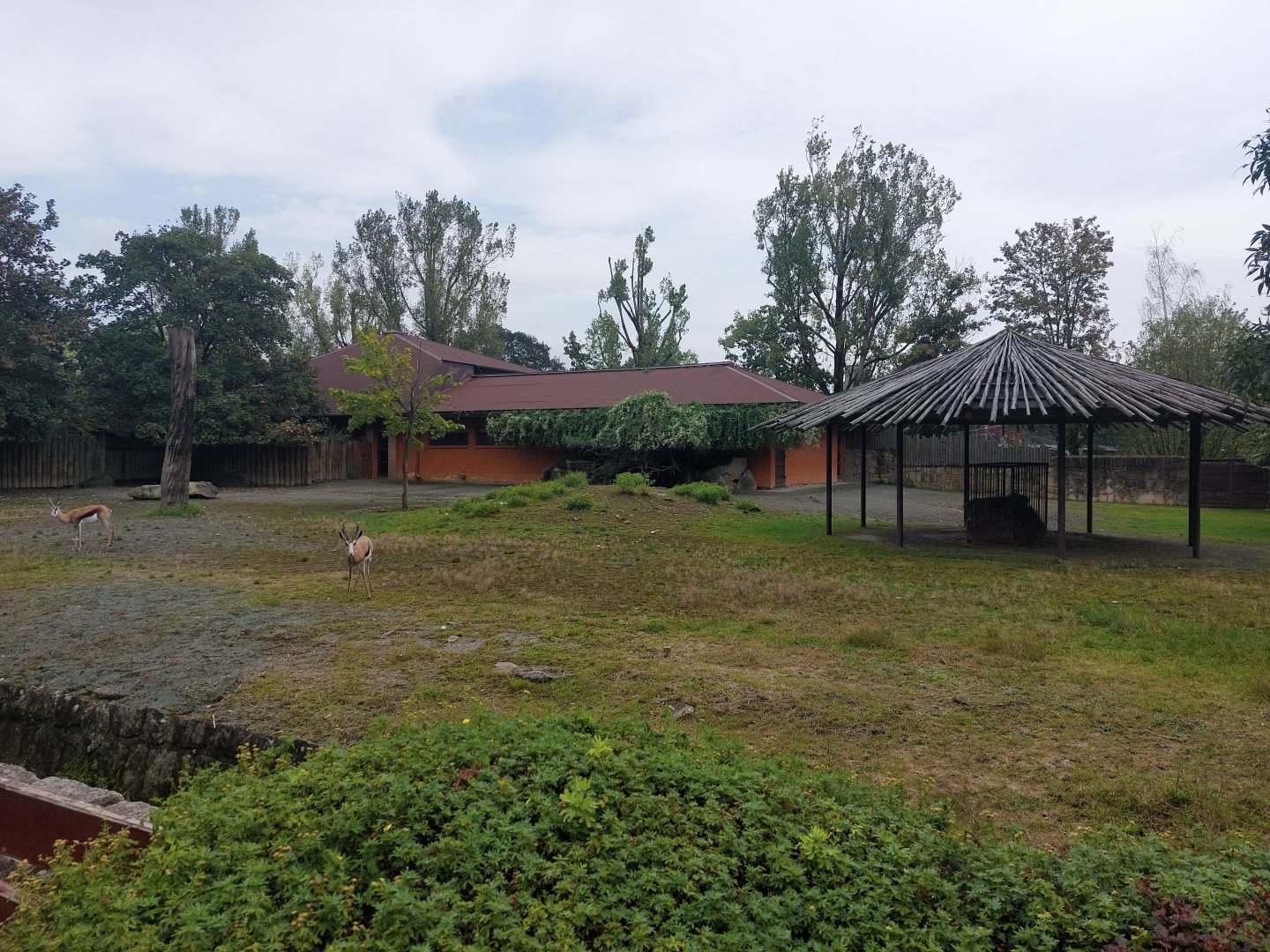 Springbok & lesser kudu exhibit