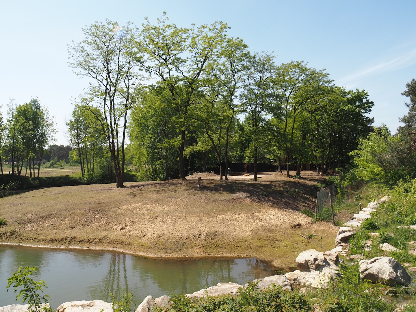 Springbok paddock, 2025-04-30