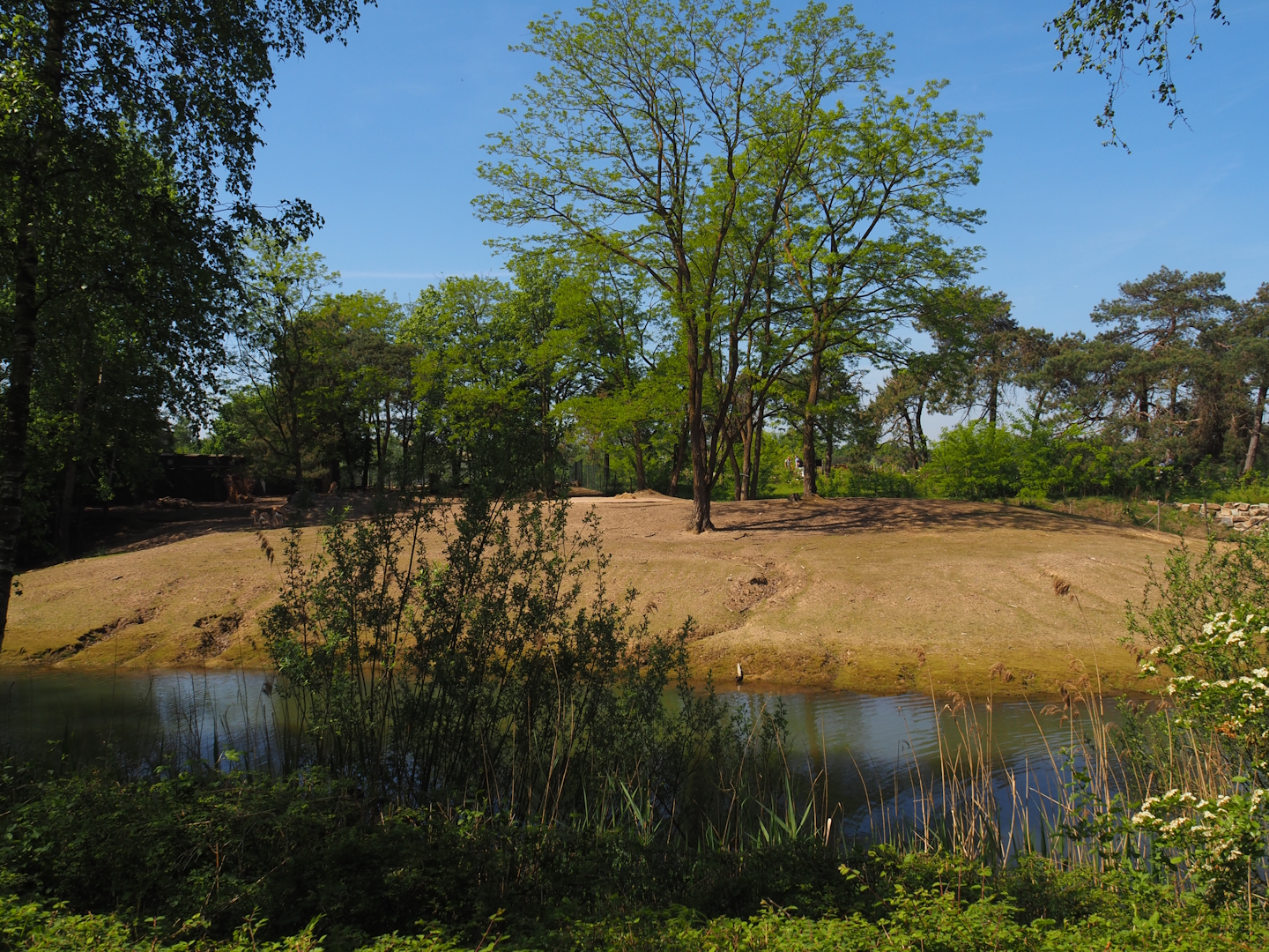 Springbok paddock, 2025-04-30