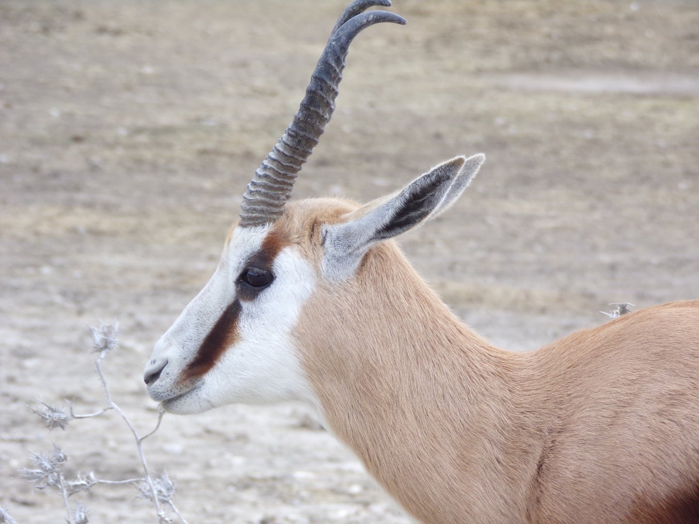 Springbok portrait - Réserve Africaine de Sigean (2024)