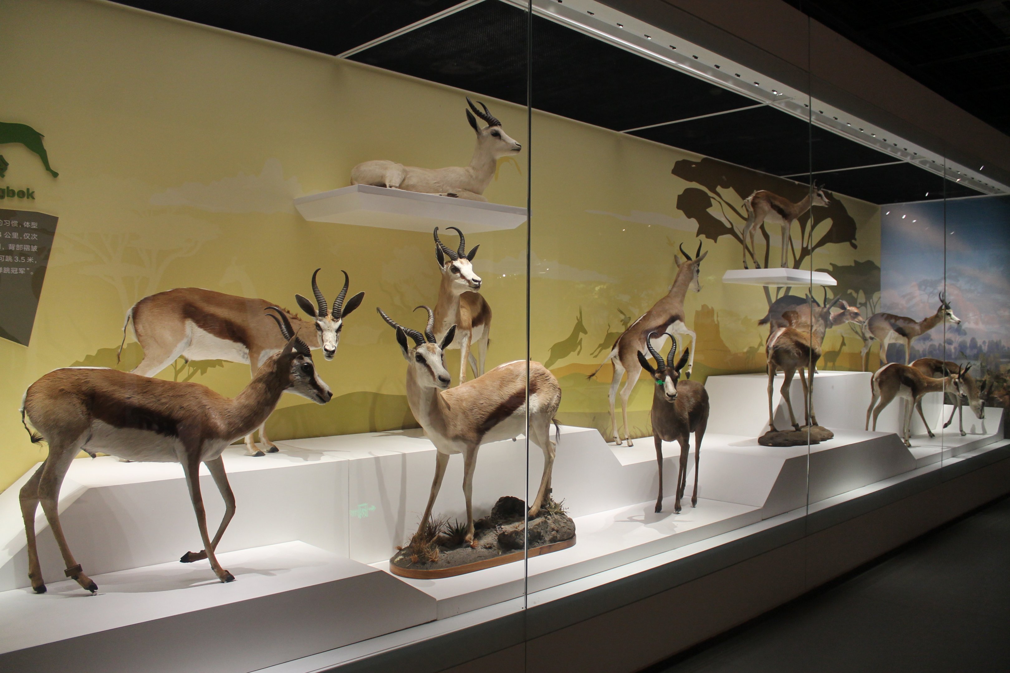 Springbok - Shaanxi Nature Museum