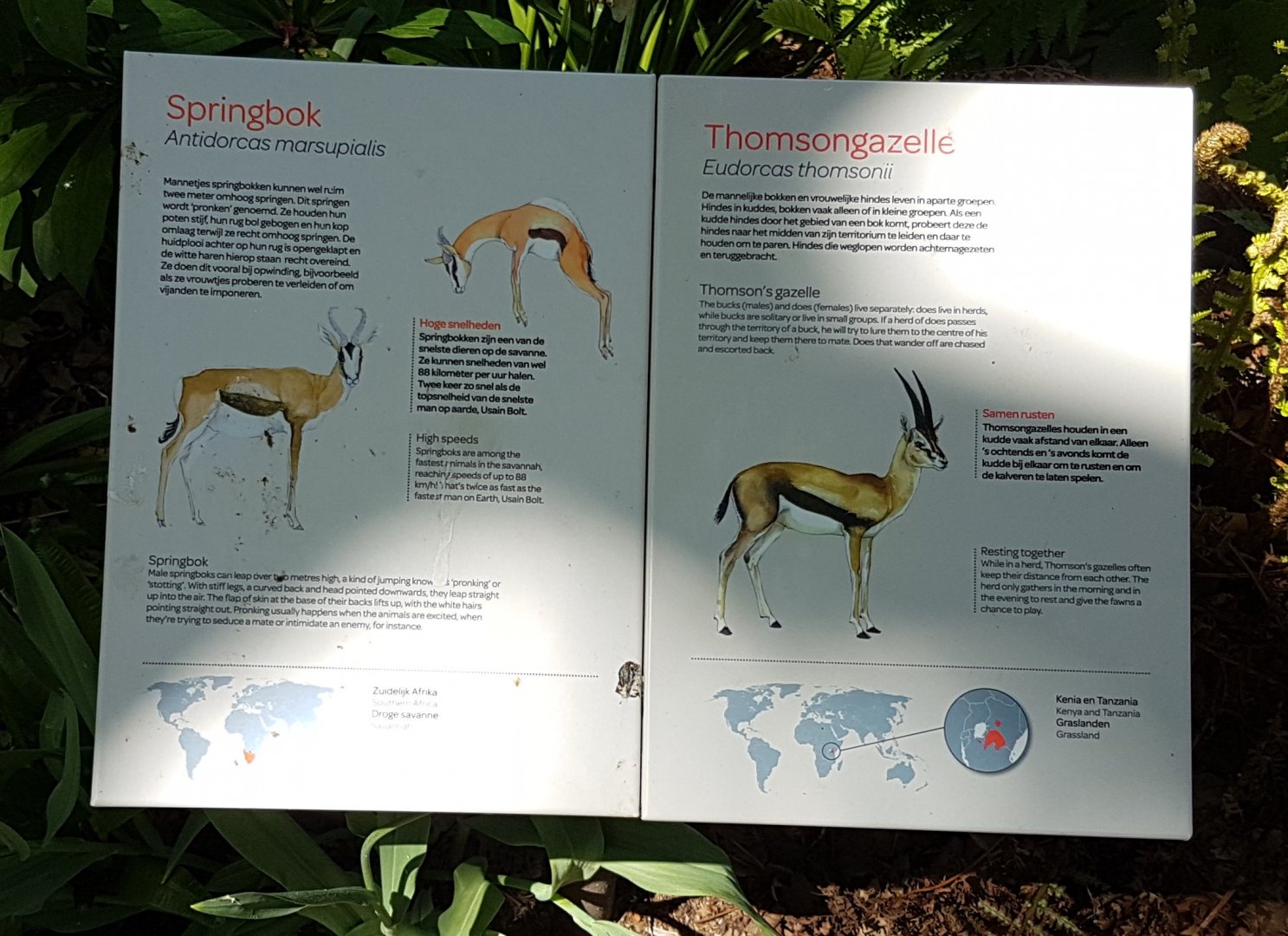 Springbok - Thomson gazelle signs