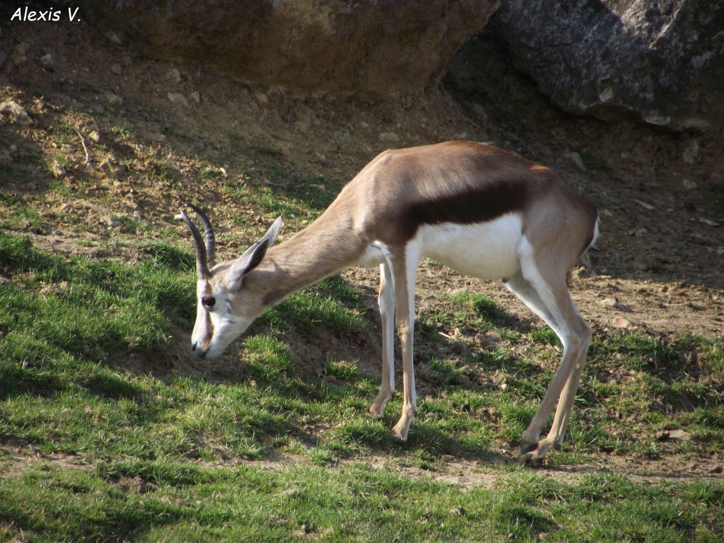 Springbok - Zooparc de Beauval - 09/2019