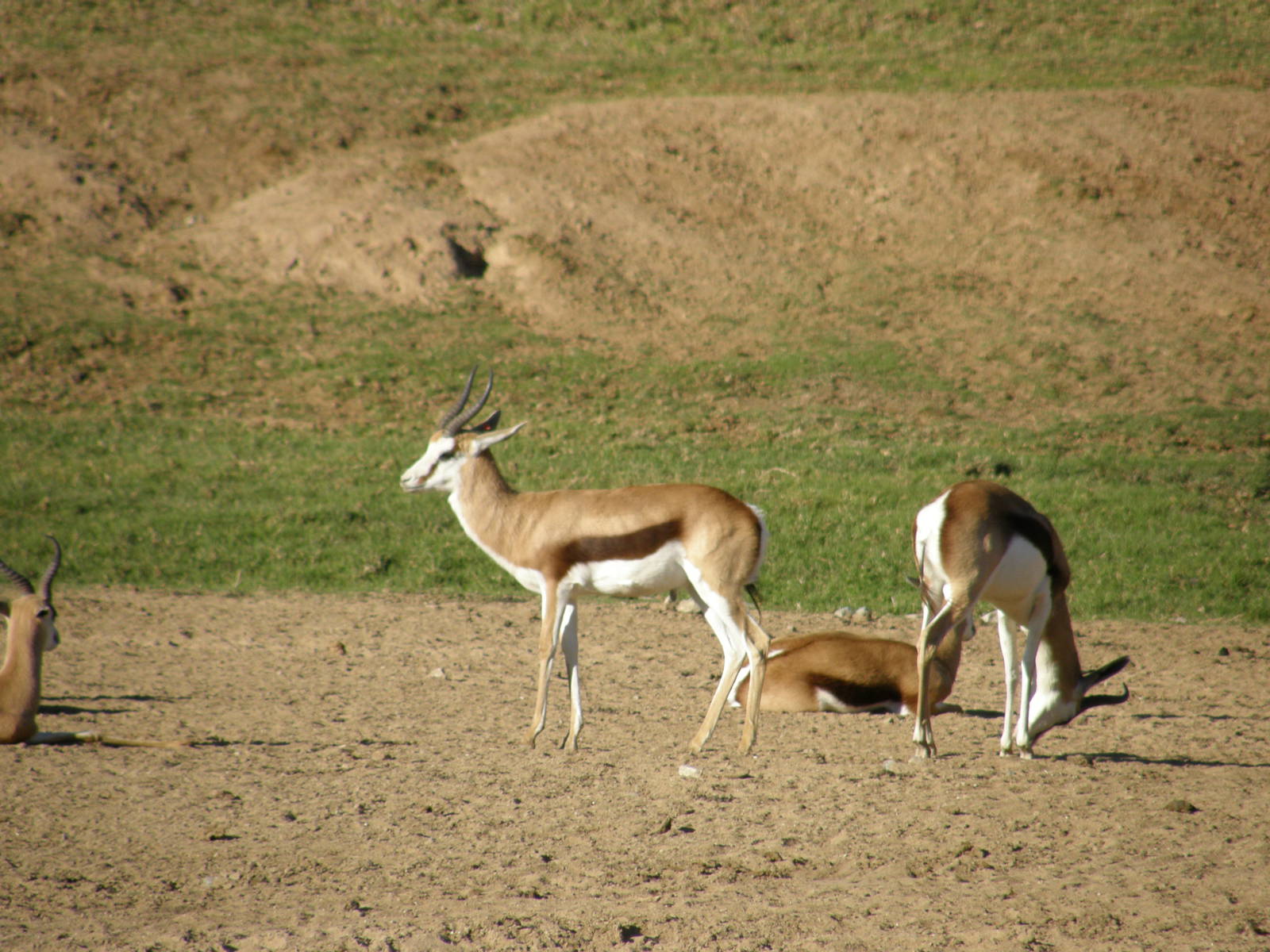 springbok