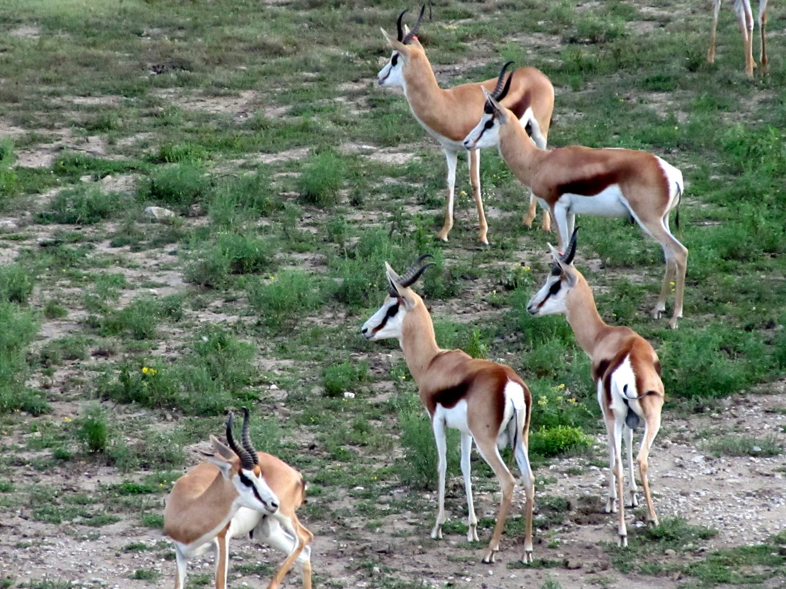 Springbok