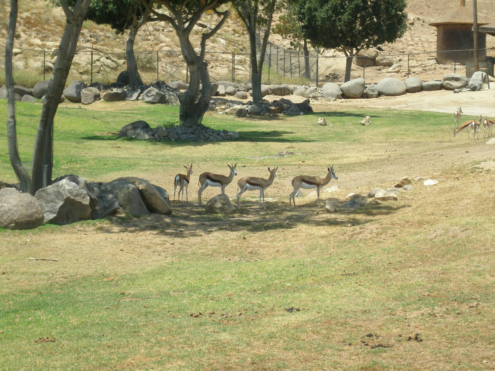 springbok