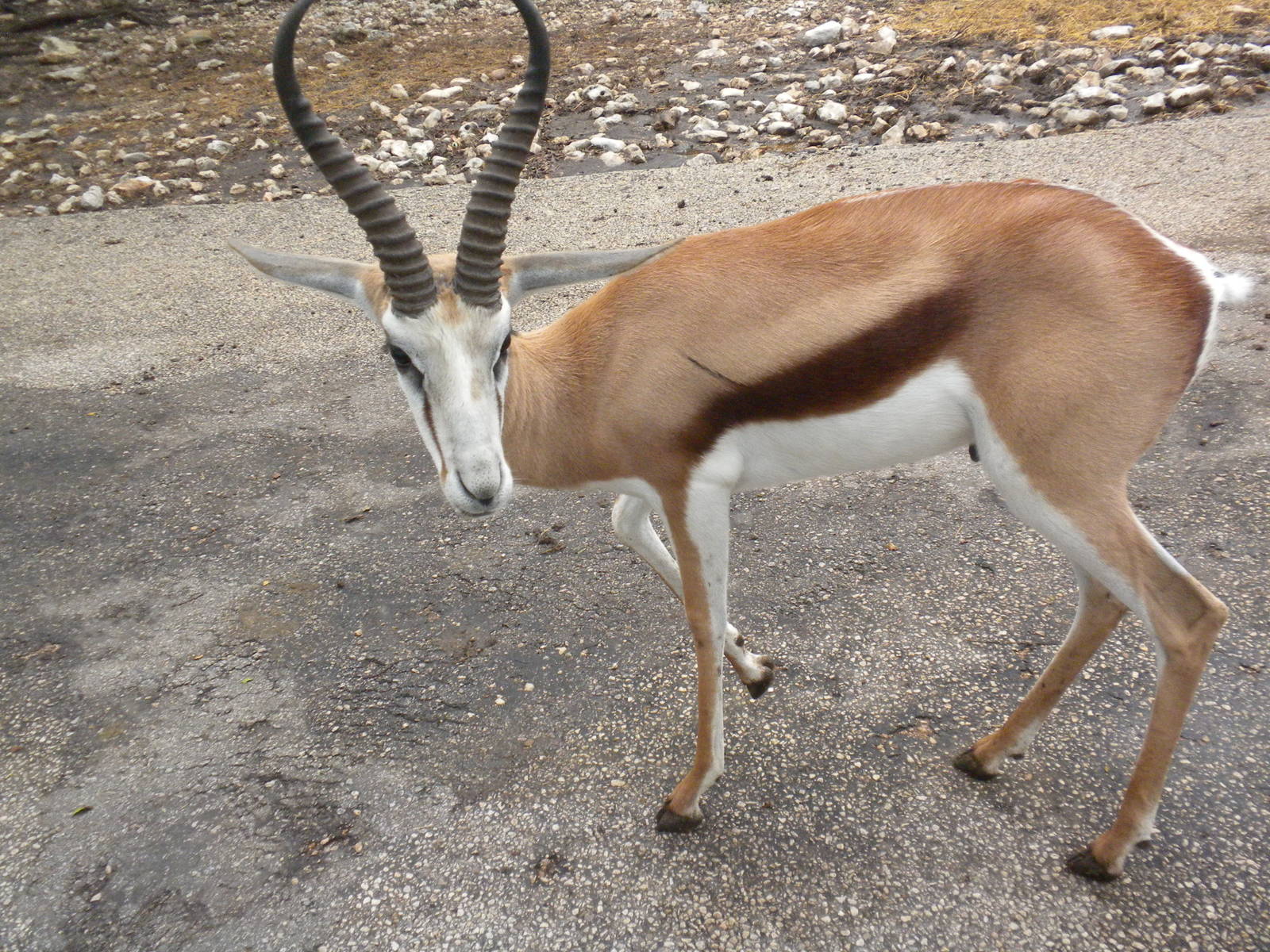 Springbok