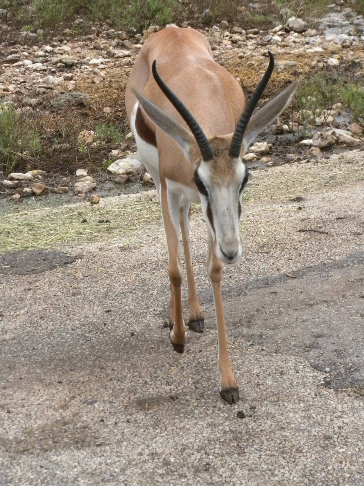 Springbok