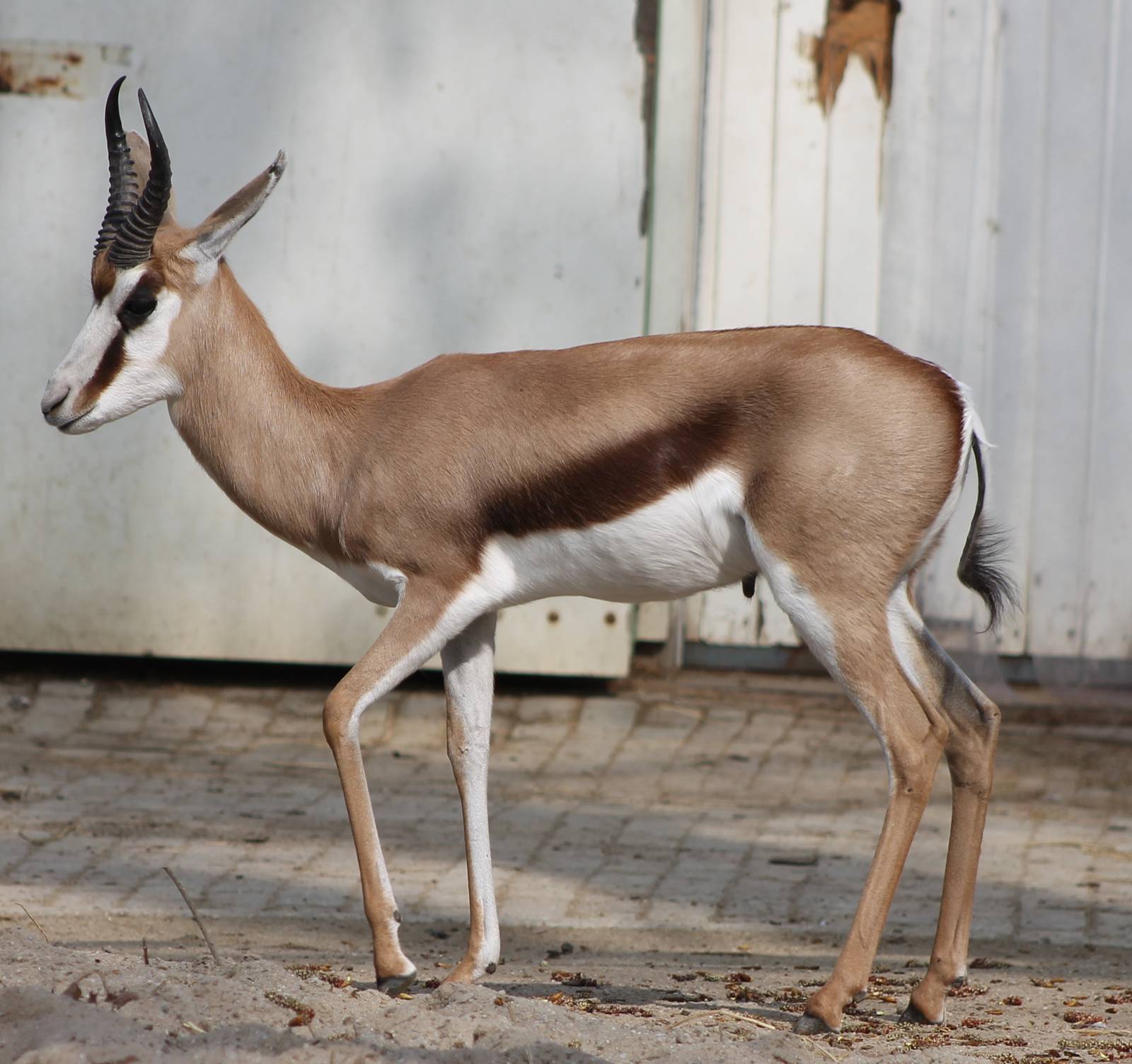 springbok