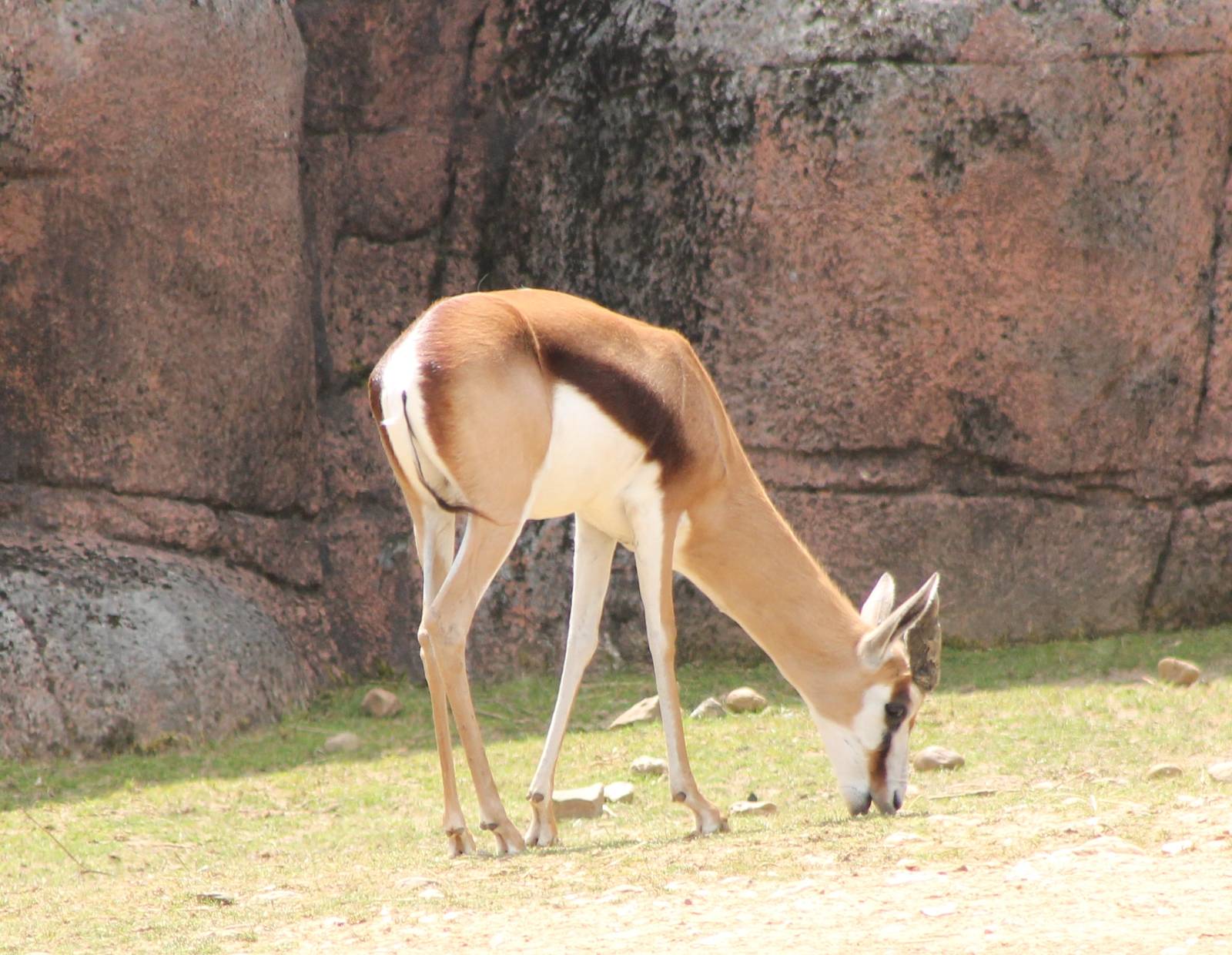 Springbok