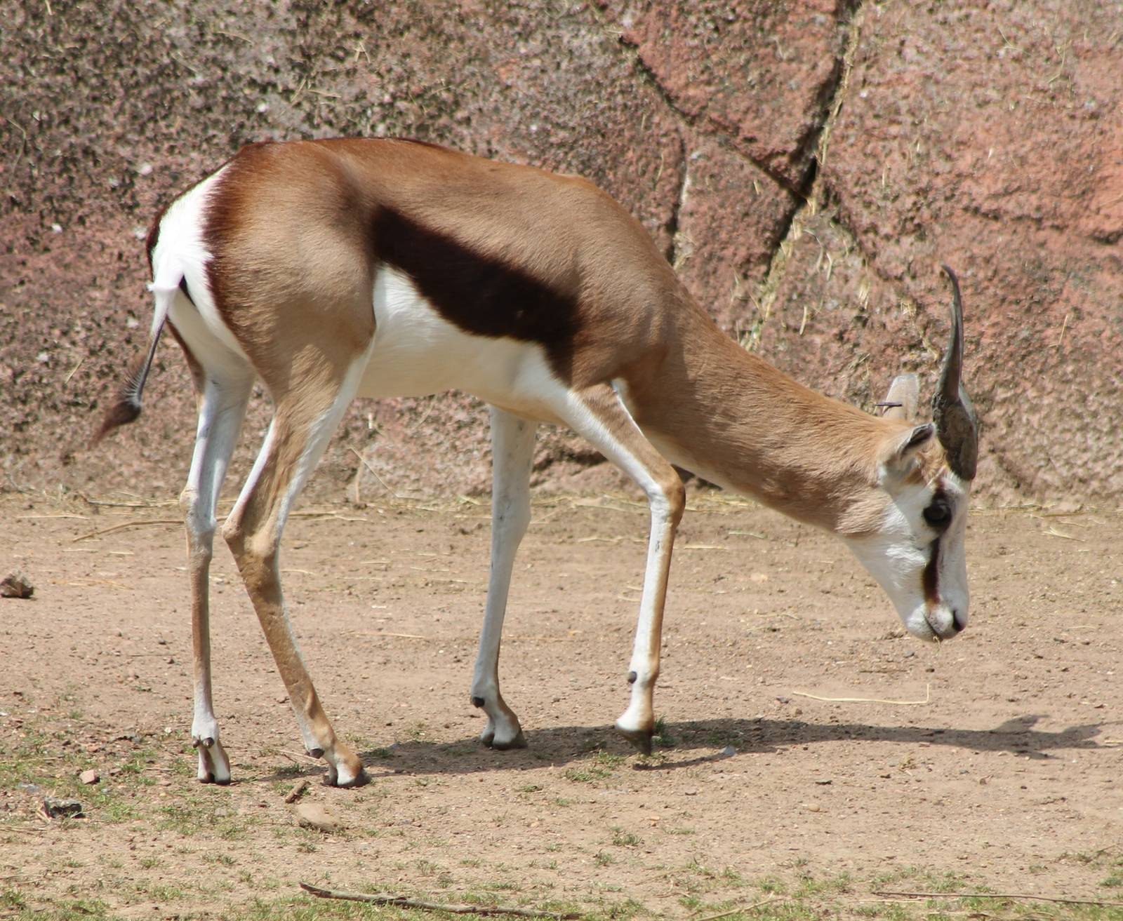 Springbok