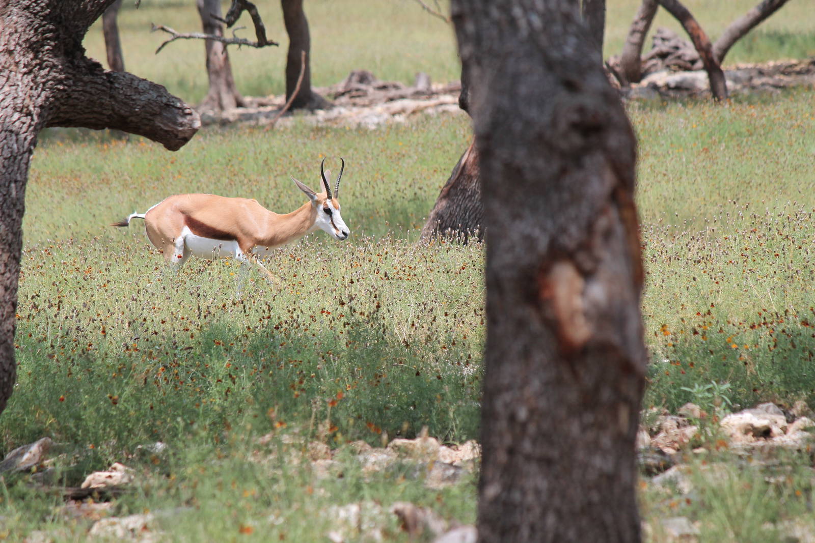 Springbok