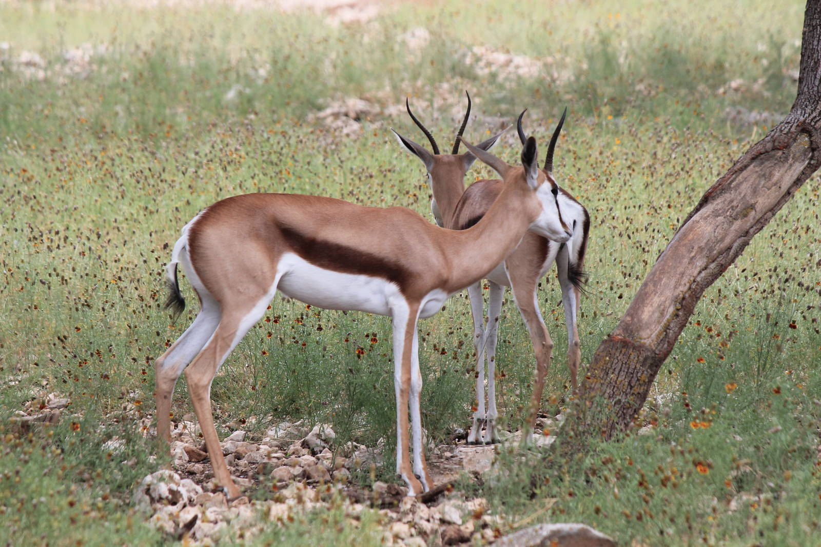 Springbok