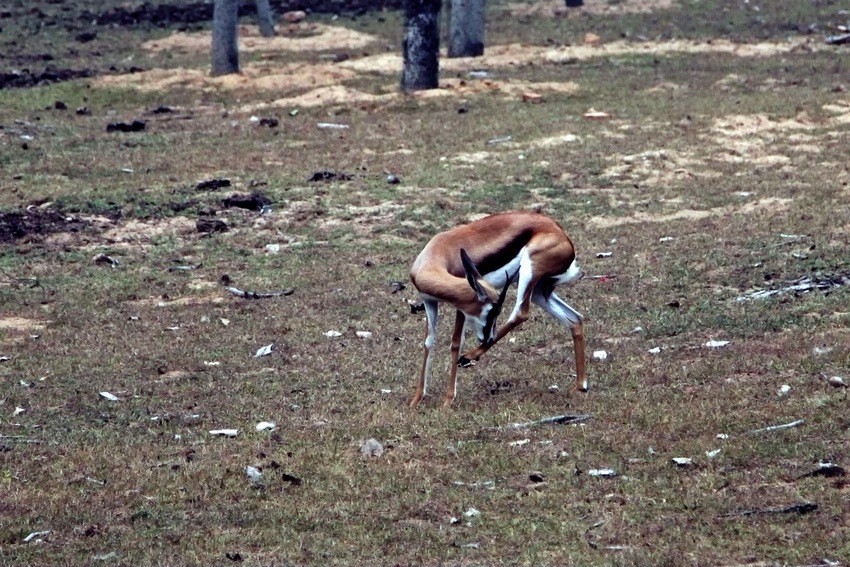 Springbok