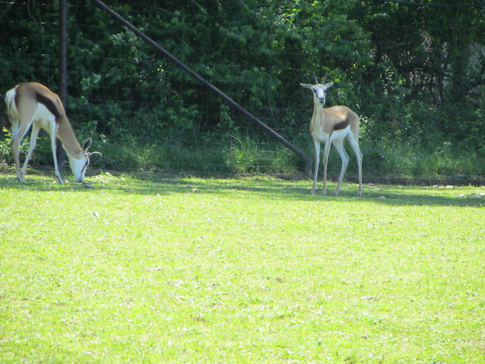 Springbok