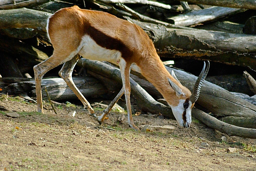 Springbok
