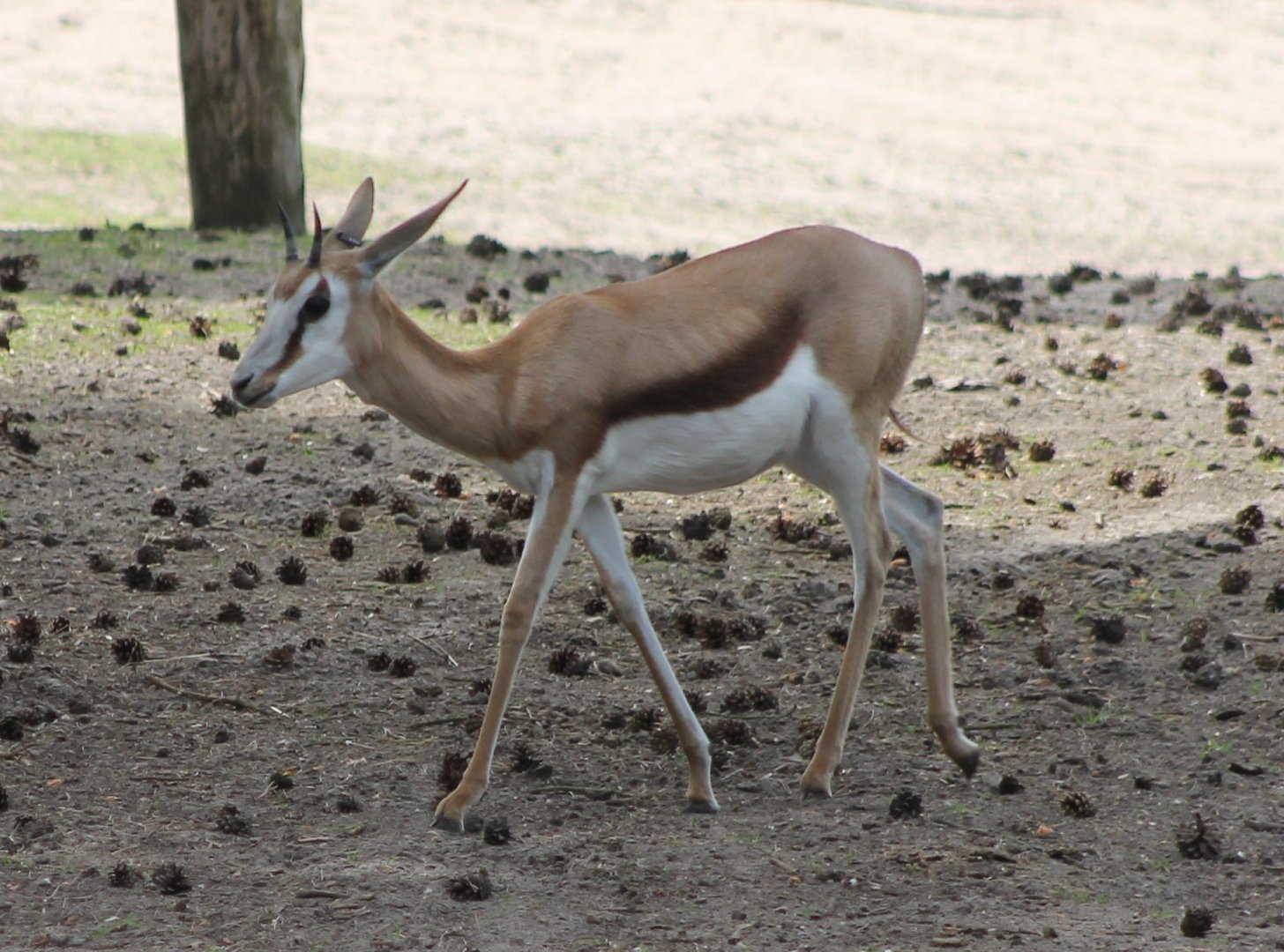 Springbok