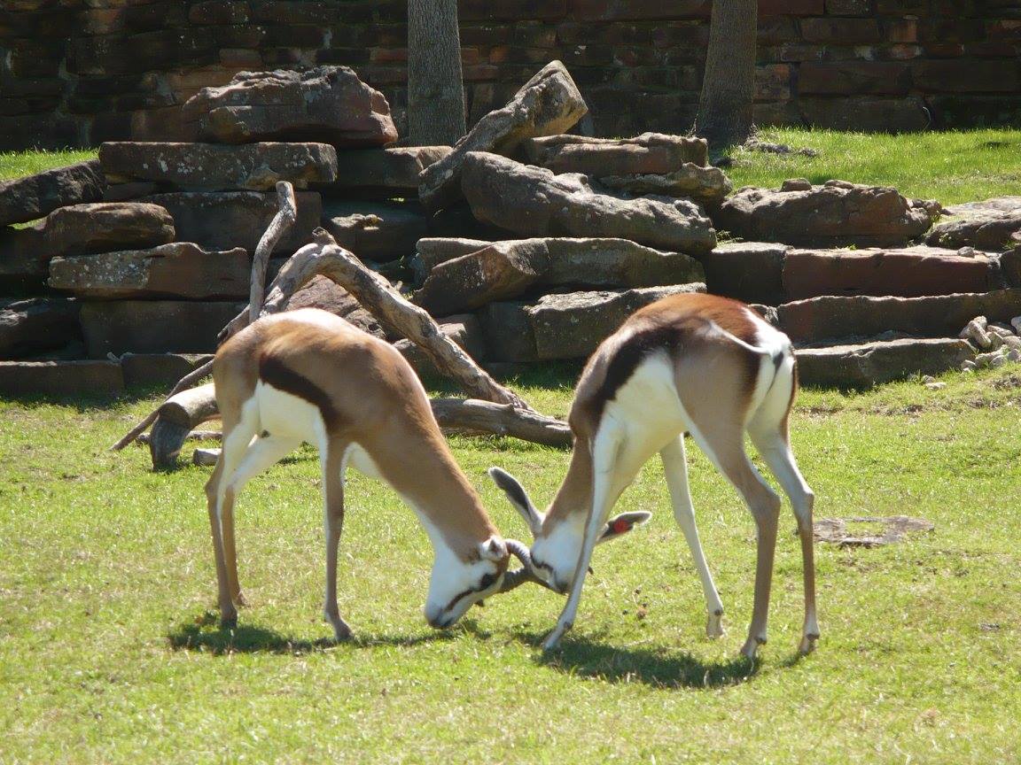 Springbok
