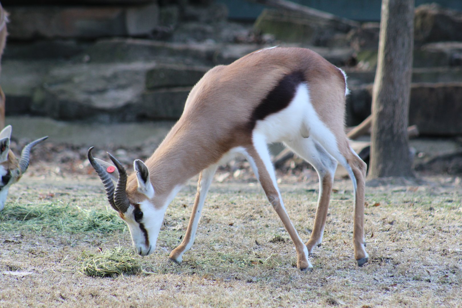 Springbok