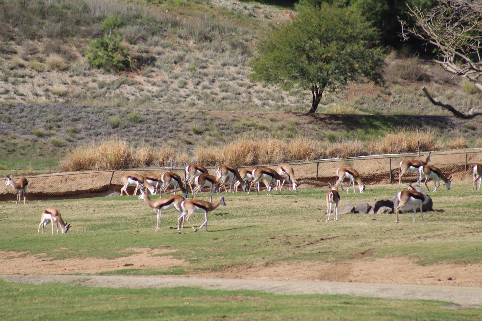 Springbok