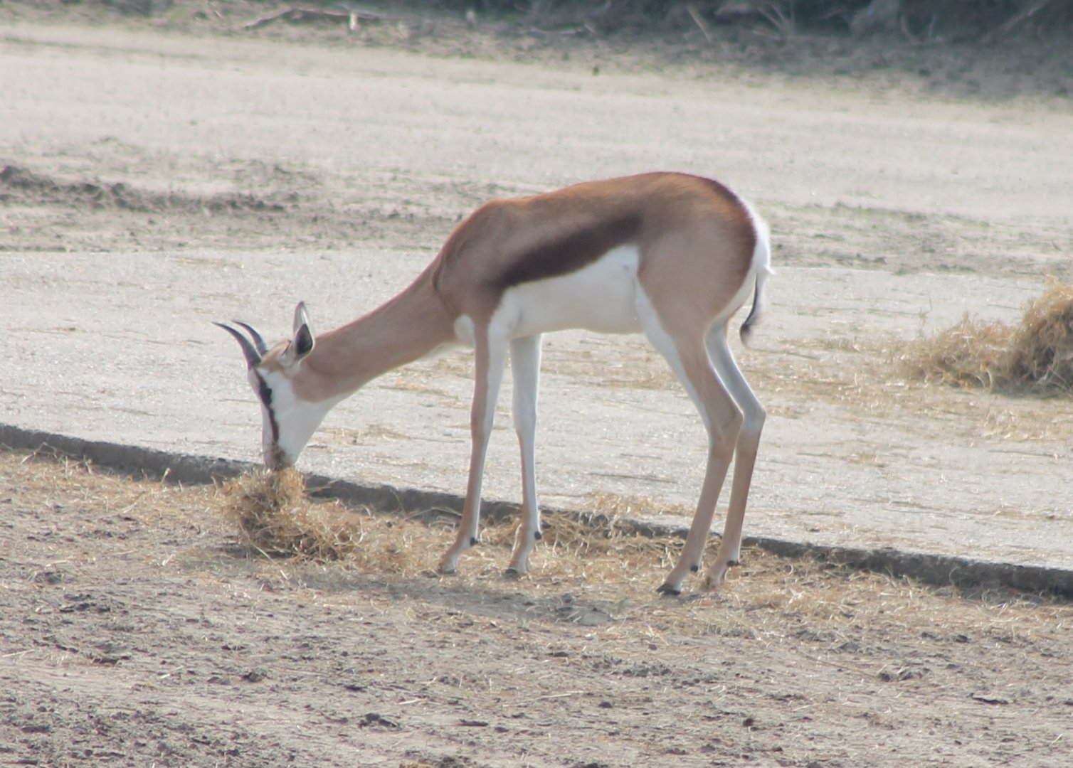 Springbok